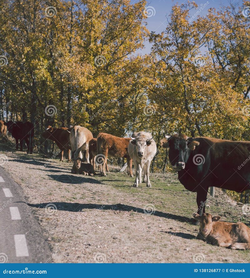 Learn about chicken road online